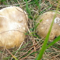 Mendaro (213)